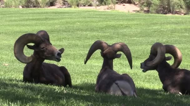 Desert Bighorn Rams — Stock Video