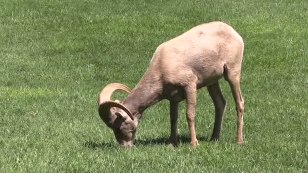 Jonge woestijn bighorn RAM-geheugen — Stockvideo