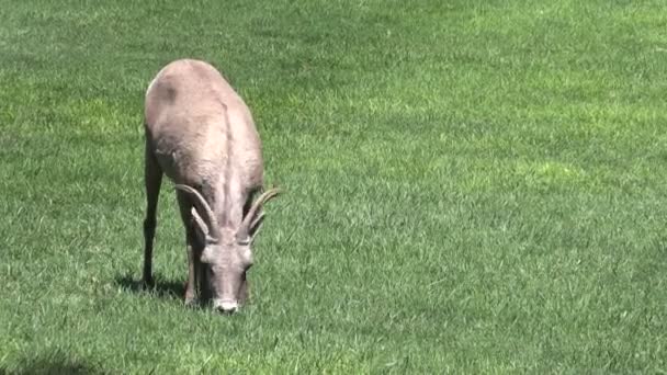 Έρημο bighorn πρόβατα που βοσκούν — Αρχείο Βίντεο