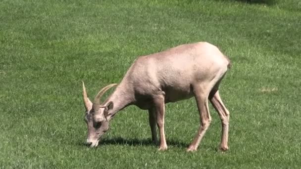 Έρημο bighorn πρόβατα που βοσκούν — Αρχείο Βίντεο