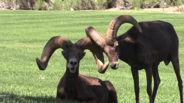 Woestijn bighorn schapen rammen interactie — Stockvideo