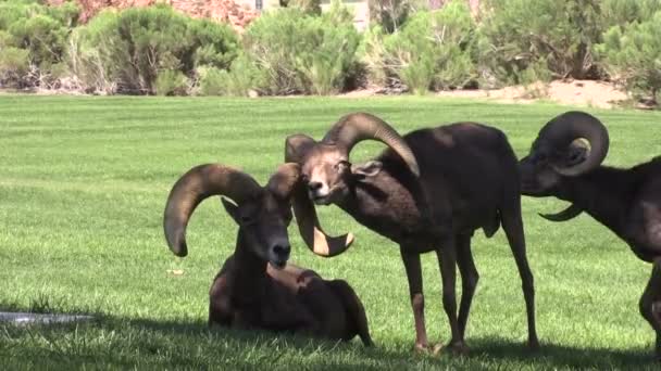 Desierto Bighorn carneros de ovejas que interactúan — Vídeo de stock