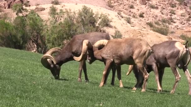 Woestijn bighorn schapen rammen — Stockvideo