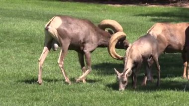 Tabii çöl bighorn koyun