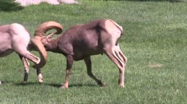Tabii çöl bighorn koyun