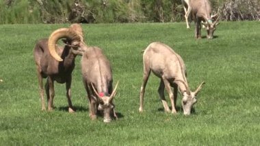 Tabii çöl bighorn koyun