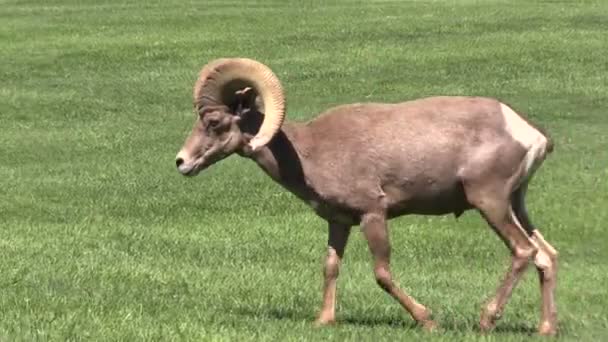 Desert Bighorn Sheep Ram — Stock Video