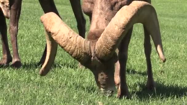 Çöl bighorn ram — Stok video