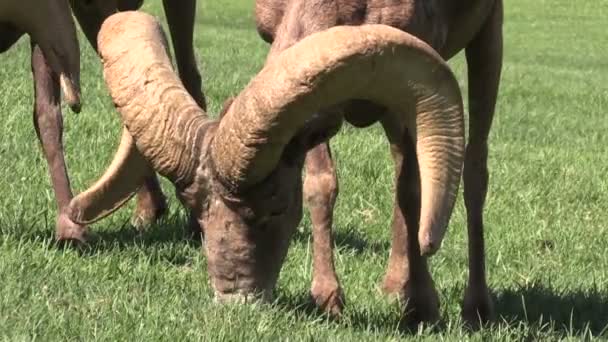 Woestijn bighorn RAM-geheugen — Stockvideo