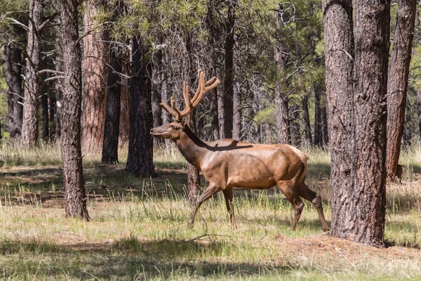 Bull Elk in Velvet — Stock Photo, Image