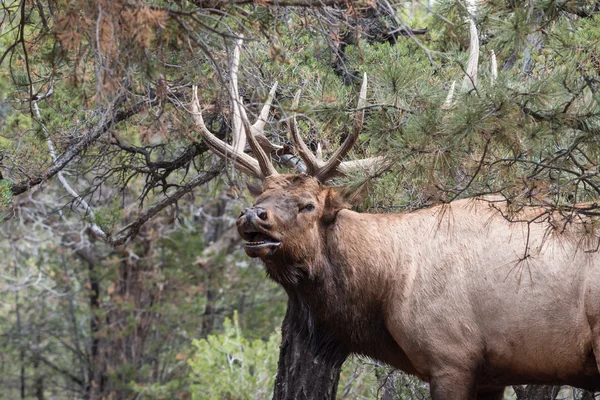 Bull elk kojotů — Stock fotografie