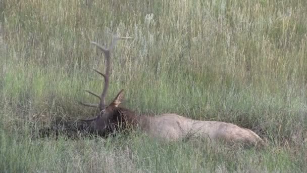 Bull Elk in Wallow — Stock Video