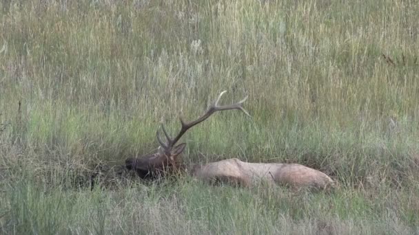 Bull Elk in Wallow — Stock Video