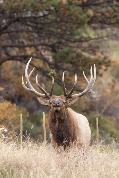 Toro Elk Bugling —  Fotos de Stock