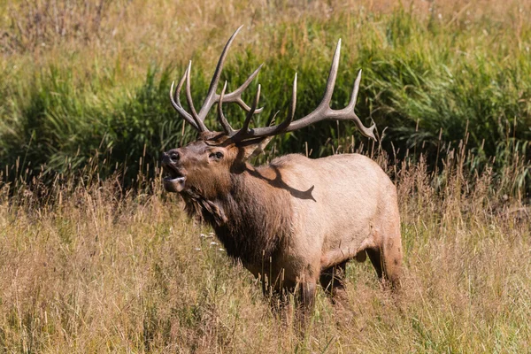 Bull elk kojotů — Stock fotografie
