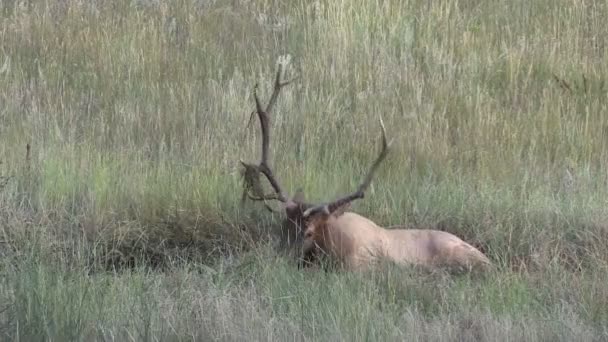 Bull Elk in Wallow — Stock Video