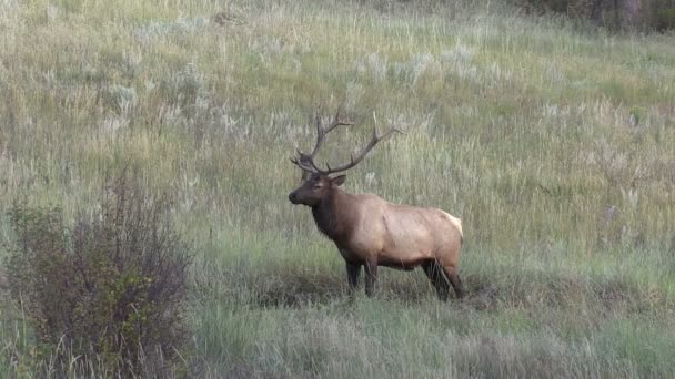 Bull Elk în Wallow — Videoclip de stoc