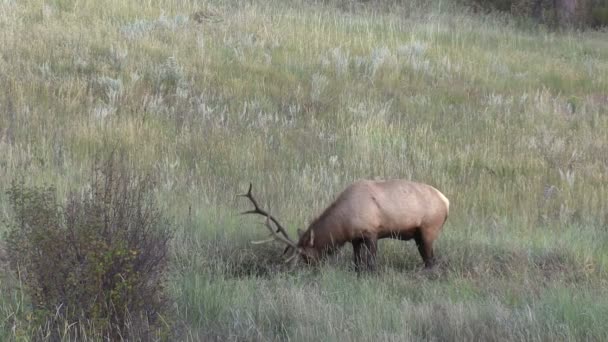 Stier elanden in wentelen — Stockvideo