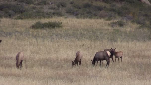 Elk Herd en la rutina — Vídeo de stock