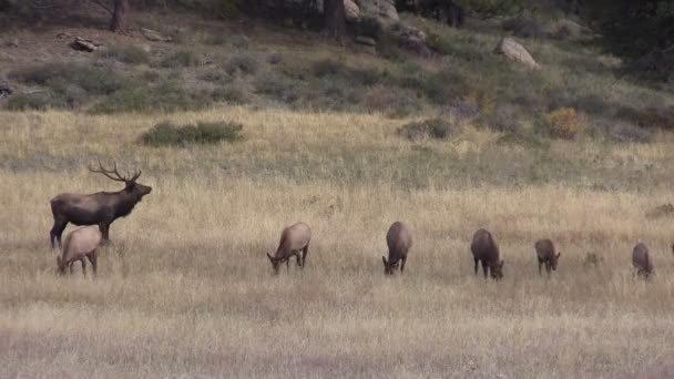 Troupeau de wapitis en rut 
