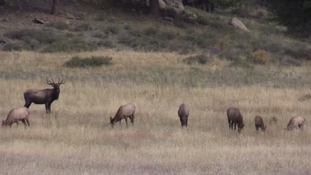 Elk Herd en la rutina — Vídeos de Stock
