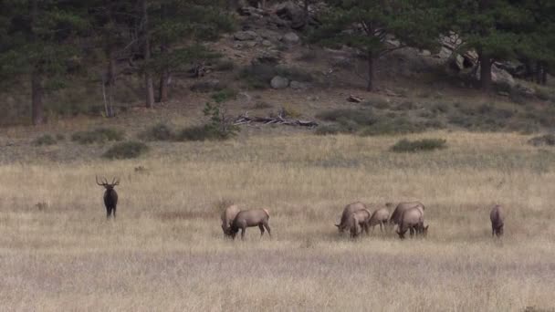 Elk Herd en la rutina — Vídeo de stock