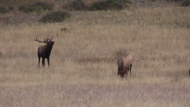 Elk Herd in the rut — Stock Video