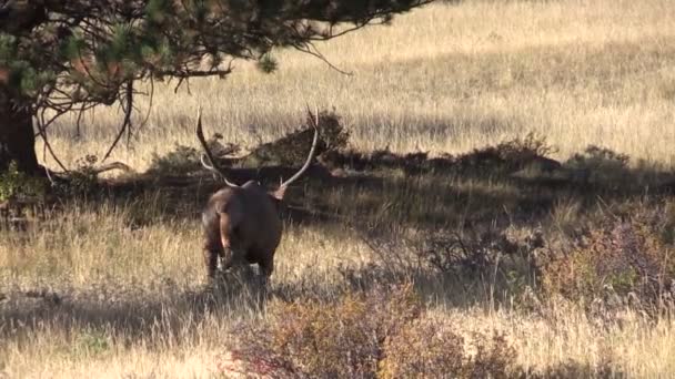 Stier elanden — Stockvideo