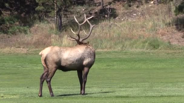 Býk elk — Stock video