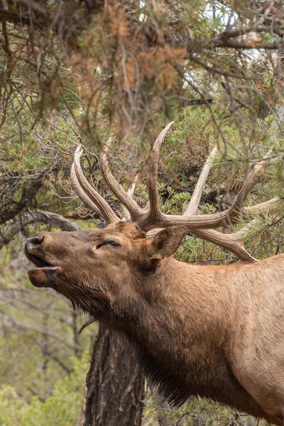 Stier elk bugling in sleur — Stockfoto