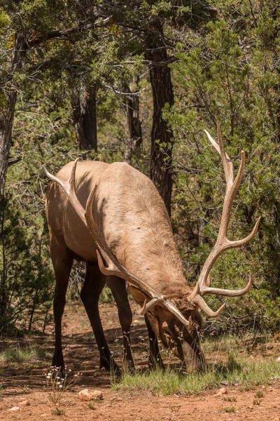 Stier elanden — Stockfoto