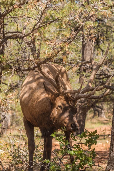 Bull Elk — Stock Photo, Image