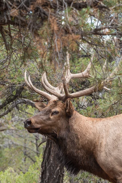 Bull Elk — Stock Photo, Image