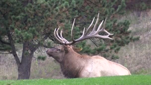 Bull Elk i Rut — Stockvideo