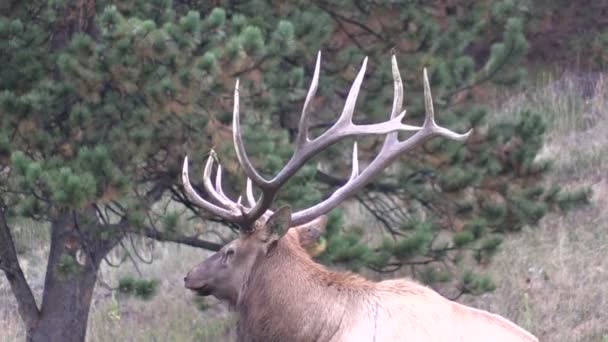 Bull Elk i Rut — Stockvideo