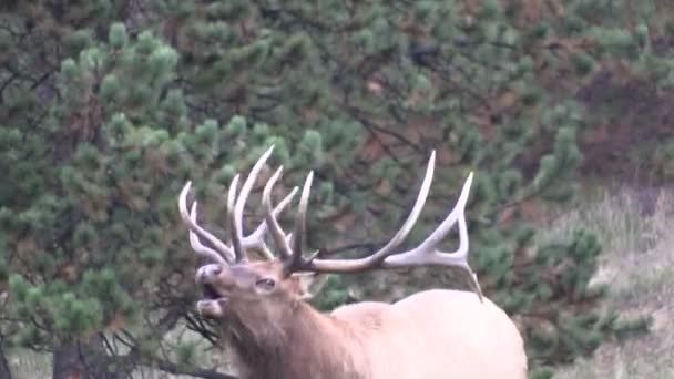 Wapiti à Rut
