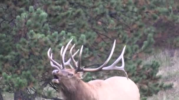 Bull Elk in Rut — Stock Video