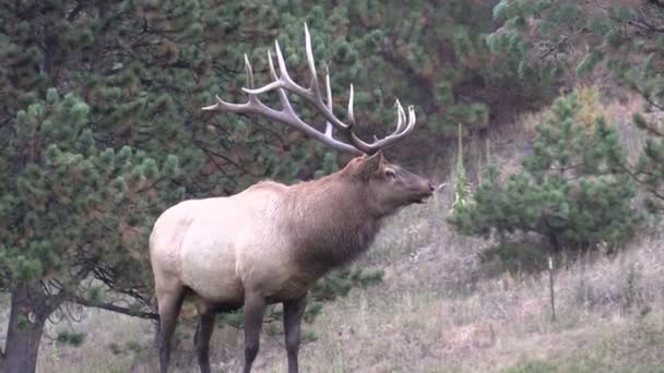 Bull Elk — Stock Video