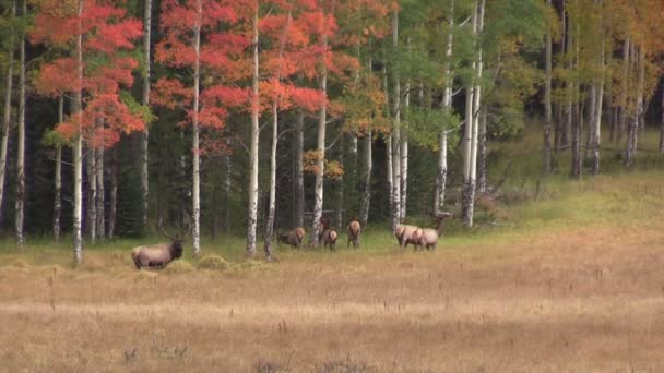 Elk Herd en otoño Paisaje — Vídeo de stock