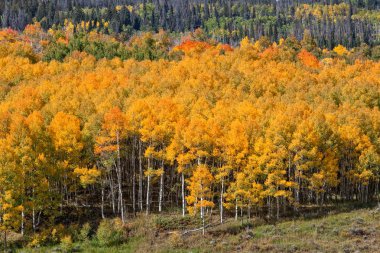 sonbahar dağ manzarası