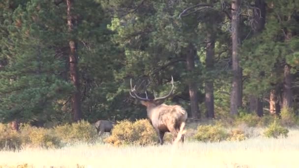 Stier elanden — Stockvideo