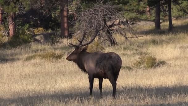 Býk elk — Stock video