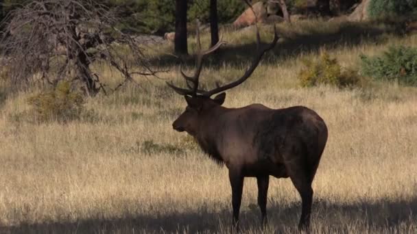 Stier elanden — Stockvideo