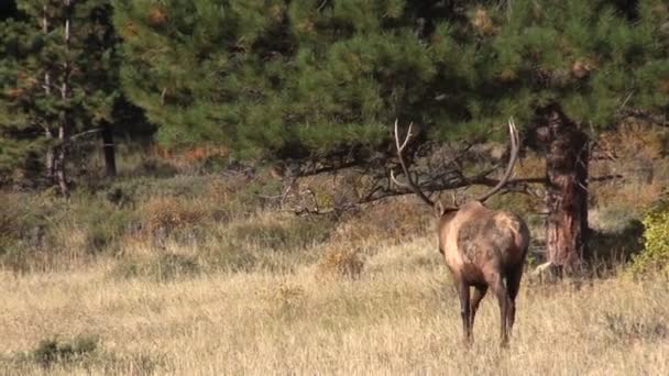 Stier elanden — Stockvideo