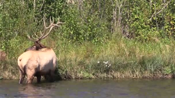 Elk Bull Beber — Vídeos de Stock
