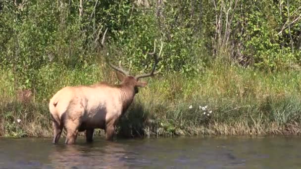 Bull elk pití — Stock video