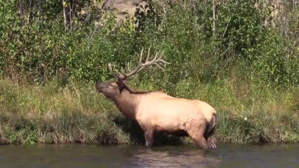 Bull Elk in de rivier in de sleur — Stockvideo