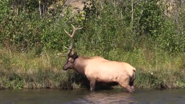 Elchbulle im Fluss in der Rute — Stockvideo