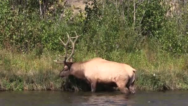 Bull Elk in River in the Rut — Stock Video