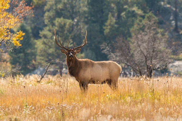 Bull Elk in Rut — Stock Photo, Image